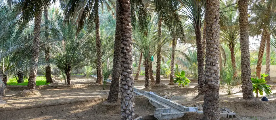 Al Ain Oasis